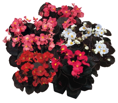 Picture of Begonia - Senator Mix Pellets F1